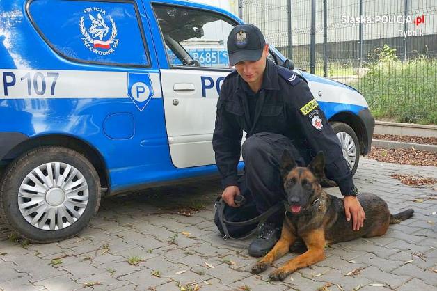 Kasja - pies tropiący odnalazł 32-letnią kobietę